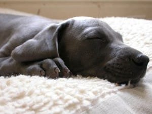 eutanasia-visites-animal-salut-veterinari-domicili