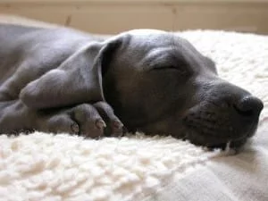 eutanasia-visites-animal-salut-veterinari-domicili