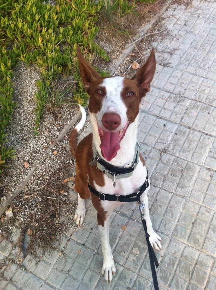 animal-salut-veterinario-domicilio