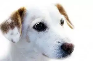 problemes-de-comportament-veterinari-domicili-animal-salut-assessorament