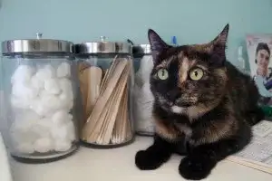 seguiment-visites-animal-salut-veterinari-domicili