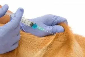 vacunacio-animal-salut-veterinari-domicili
