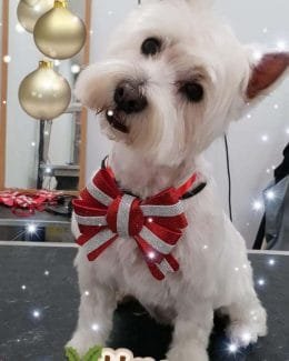 animal salut lazos navidad veterinario peluqueria (2)