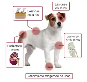 leishmania afectacion