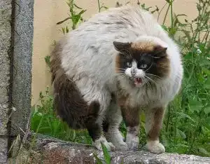 animal salut gato rabia veterinario
