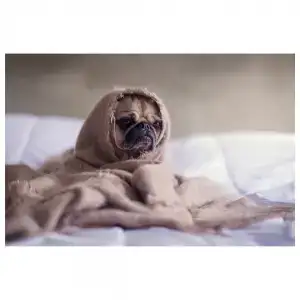 animal salut petardos miedo veterinario domicilio perro