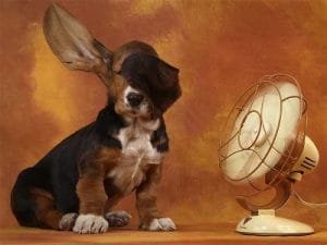 animal salut veterinario golpe de calor perros