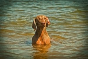 veterinario animal salut golpe de calor perros