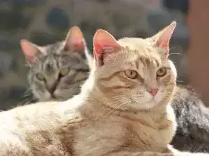 veterinario animal salut leucemia felina