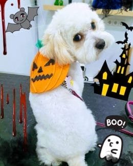 ponloguau halloween animal salut veterinario barcelona (2)
