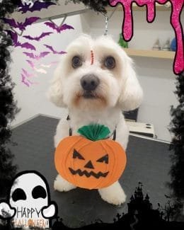 ponloguau halloween animal salut veterinario barcelona (4)