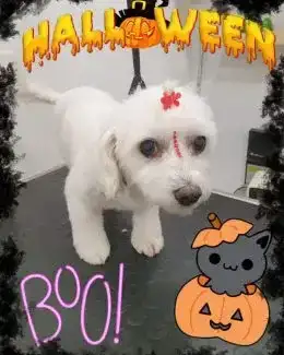 ponloguau halloween animal salut veterinario barcelona (5)