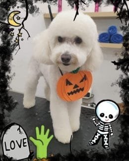 ponloguau halloween animal salut veterinario barcelona (6)