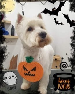 ponloguau halloween animal salut veterinario barcelona (7)