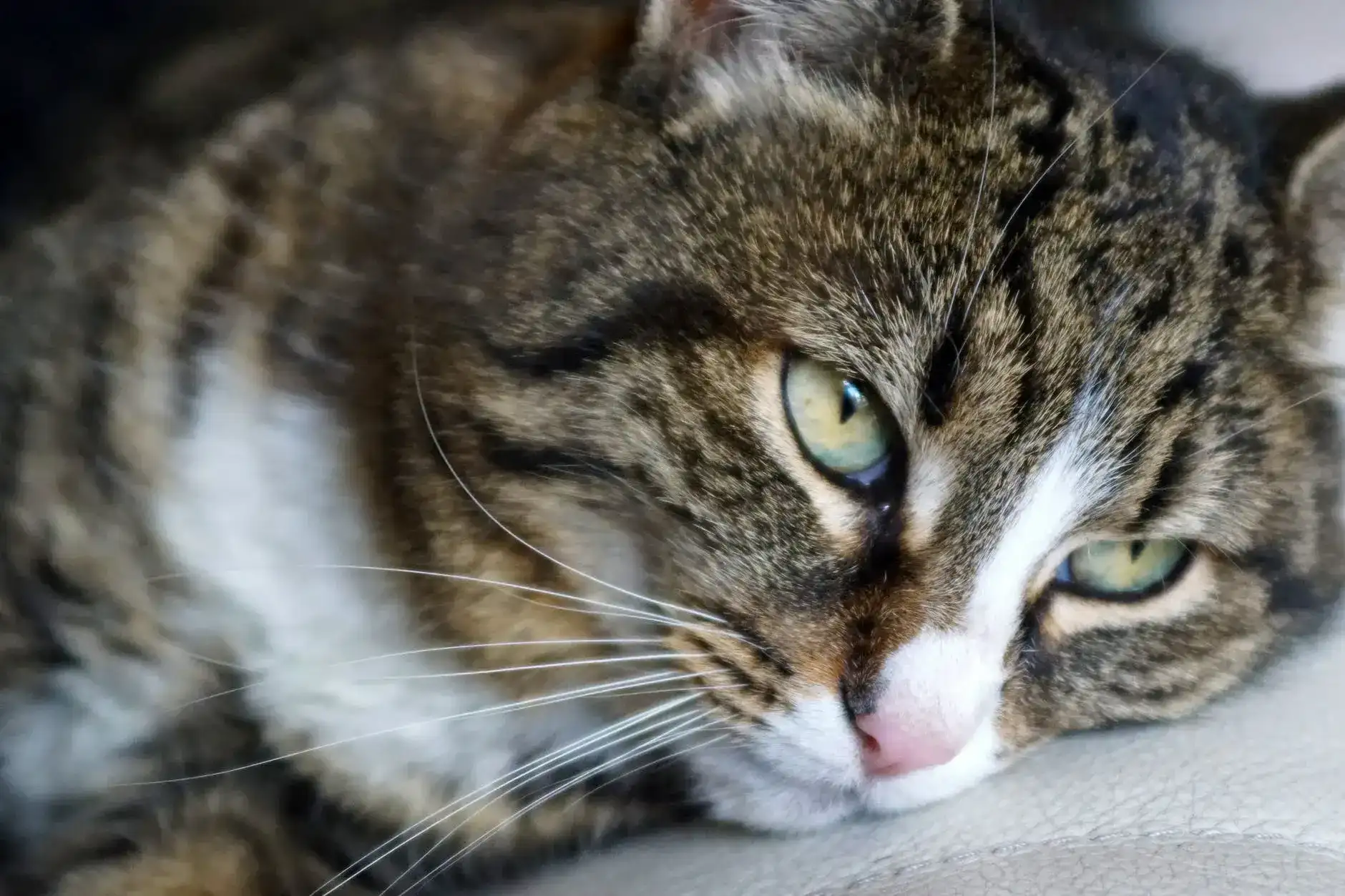 animal salut gato geriatrico veterinario barcelona