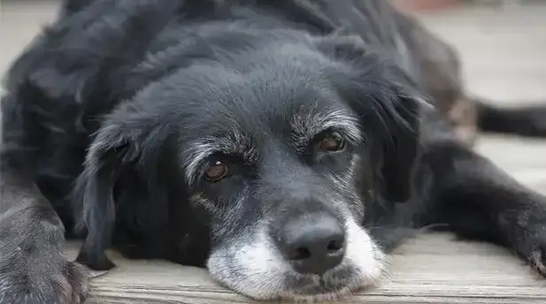 animal salut perro geriatrico veterinario barcelona