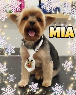 animal salut navidad 2019 ponloguau (10)