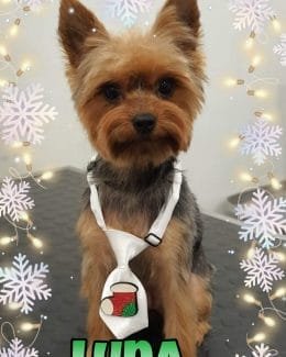 animal salut navidad 2019 ponloguau (11)