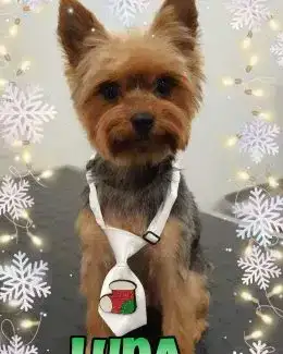 animal salut navidad 2019 ponloguau (11)