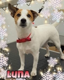 animal salut navidad 2019 ponloguau (12)