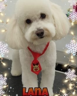 animal salut navidad 2019 ponloguau (13)