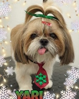 animal salut navidad 2019 ponloguau (14)