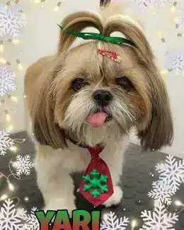 animal salut navidad 2019 ponloguau (14)