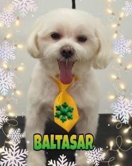 animal salut navidad 2019 ponloguau (15)