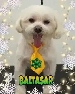 animal salut navidad 2019 ponloguau (15)