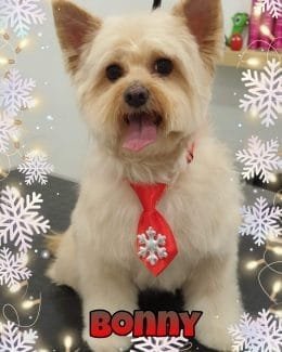 animal salut navidad 2019 ponloguau (16)