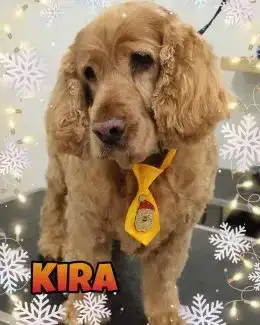 animal salut navidad 2019 ponloguau (17)