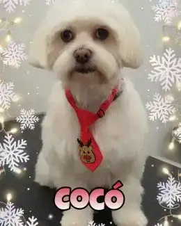 animal salut navidad 2019 ponloguau (18)