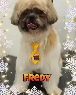 animal salut navidad 2019 ponloguau (19)