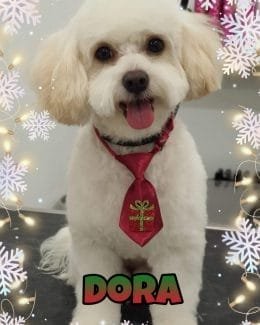 animal salut navidad 2019 ponloguau (2)