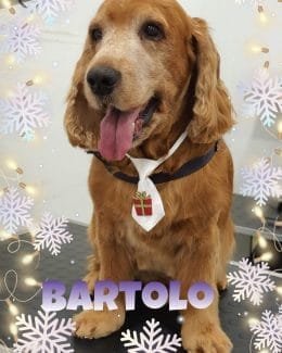 animal salut navidad 2019 ponloguau (20)