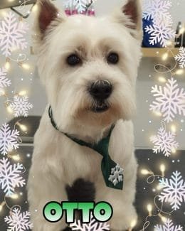 animal salut navidad 2019 ponloguau (4)