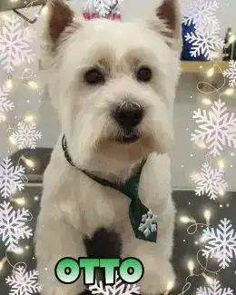 animal salut navidad 2019 ponloguau (4)