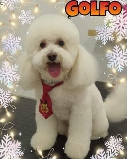 animal salut navidad 2019 ponloguau (6)