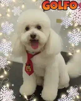 animal salut navidad 2019 ponloguau (6)