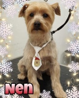 animal salut navidad 2019 ponloguau (7)