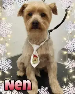 animal salut navidad 2019 ponloguau (7)