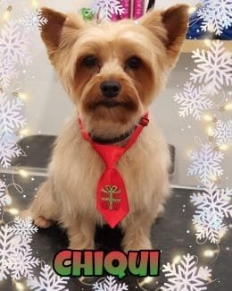 animal salut navidad 2019 ponloguau (8)