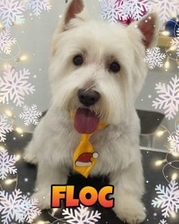 animal salut navidad 2019 ponloguau (9)