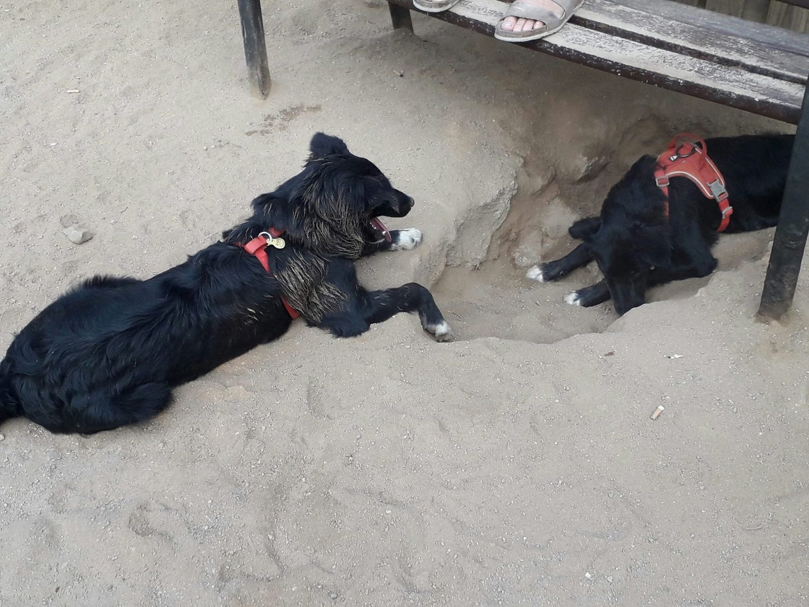animal salut perro playa nera veterinario barcelona 2