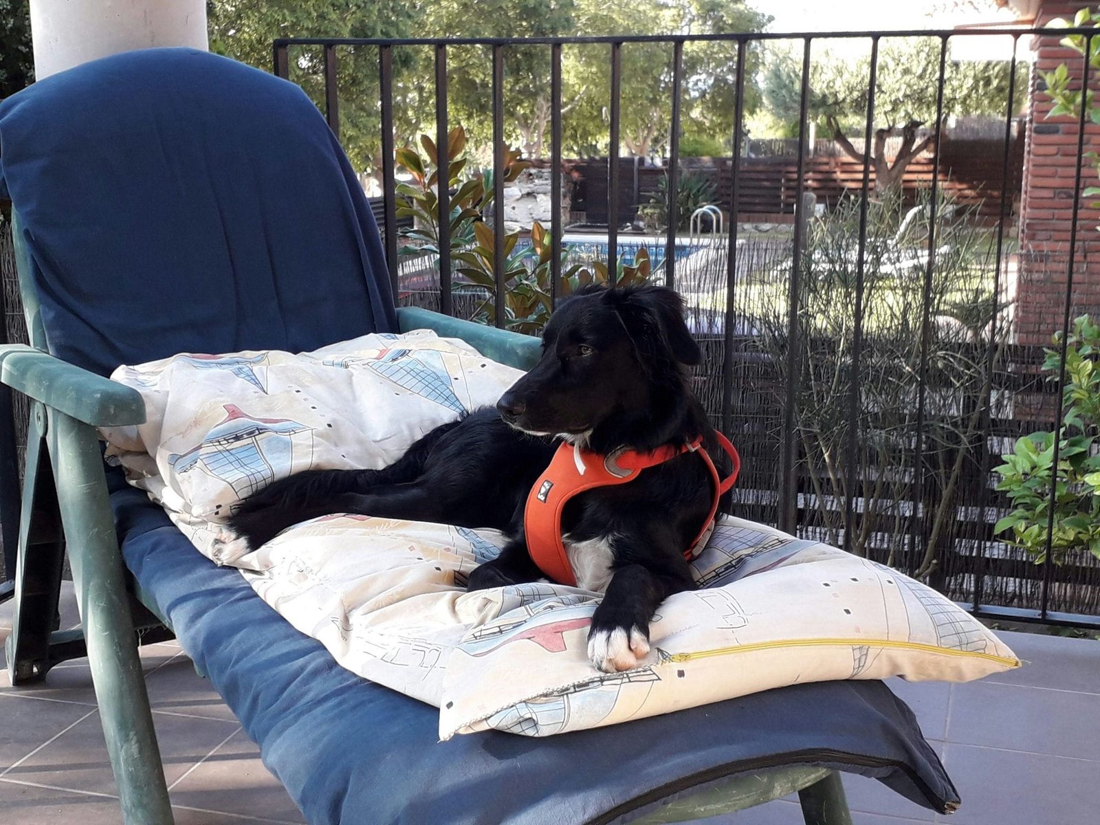 animal salut perro playa nera veterinario barcelona 3