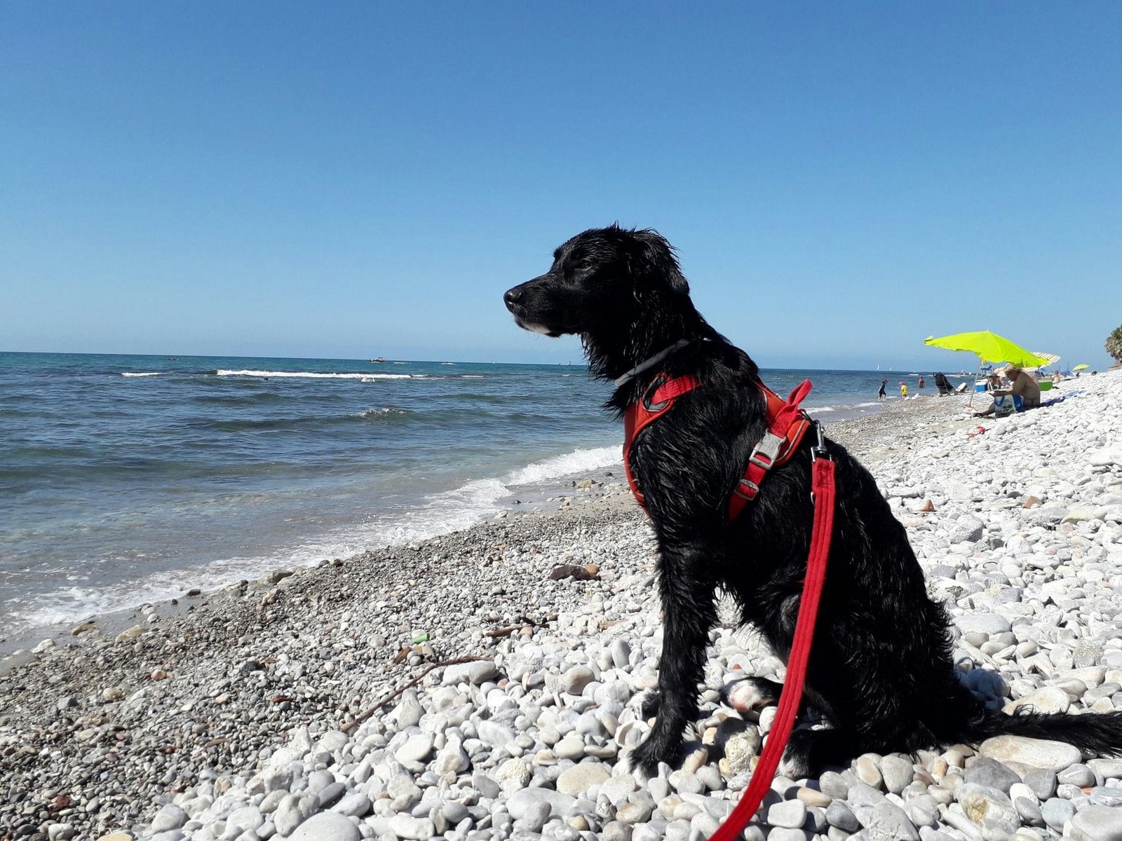 animal salut perro playa nera veterinario barcelona 4