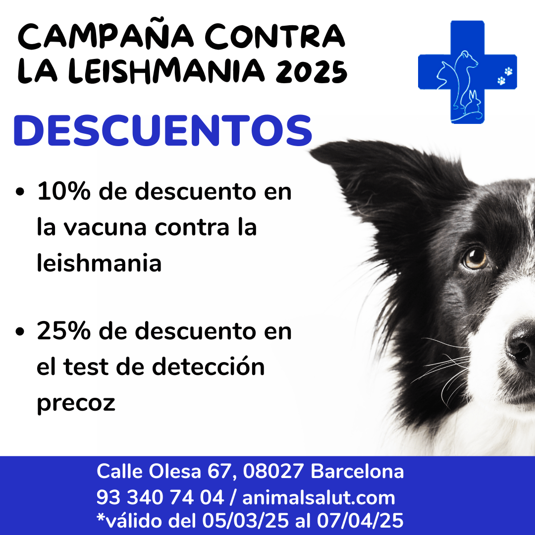 Leishmaniasis in dogs symptoms prevention and treatment