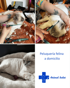 Peluquería felina a domicilio en Barcelona con sedación segura – Animal Salut
