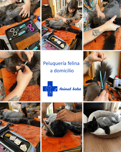 Peluquería felina profesional a domicilio en Barcelona – Animal Salut