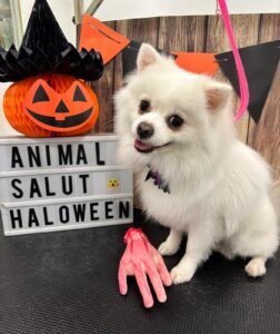 Pomerania blanco posando junto al cartel Halloween de Animal Salut en Barcelona